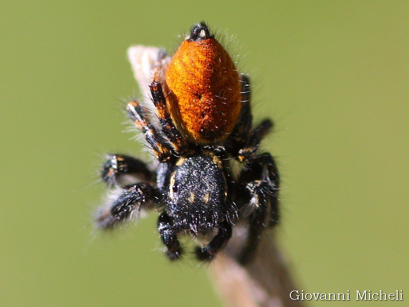 Carrhotus xanthogramma,  maschio  - Magenta (MI)